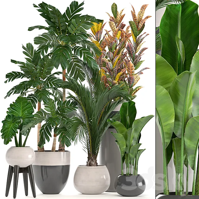 Collection of plants. Hamedorea. banana. croton. alocasia. flowerpot. indoor plants. palm 3DSMax File