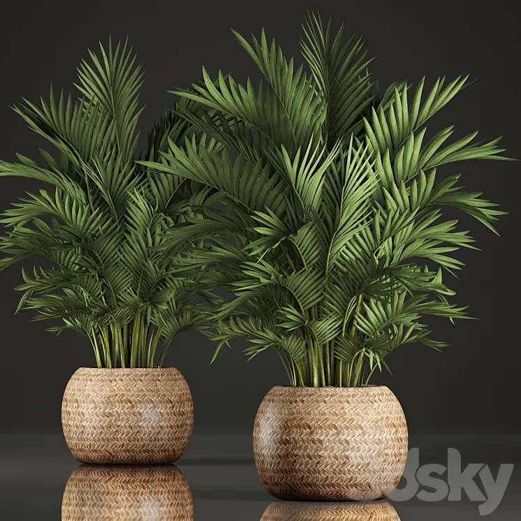 Collection of plants Howea 346. Hovea kentia basket rattan indoor palm tree eco design 3DS Max