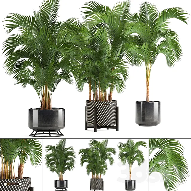 Collection of plants Howea forsteriana 217. Indoor palm. hovea. basket. black flowerpot. bushes. pot 3DSMax File