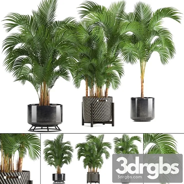 Collection of plants howea forsteriana 217. indoor palm, hovea, basket, black flowerpot, bushes, pot