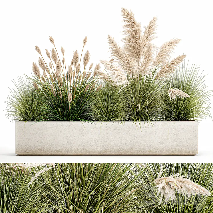 Collection of plants in a pot Pampas grass reeds bushes landscape design white flowerbed. Set 1077 3DS Max Model