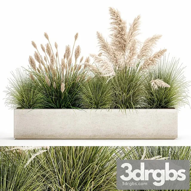 Collection of plants in a pot pampas grass, reeds, bushes, landscape design, white, flowerbed. set 1077