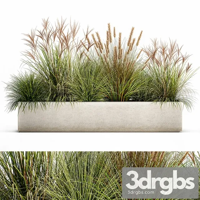 Collection of plants in a pot pampas grass, reeds, flowerbed, landscaping, bushes. set 1074.