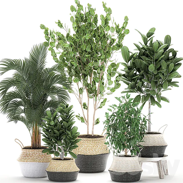 Collection of plants in baskets with handles with palm tree Ficus benjamin frangipani. Set 561. 3ds Max