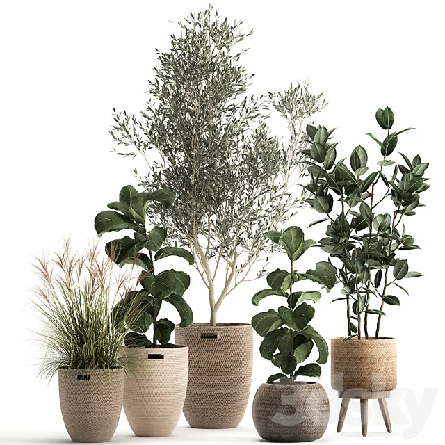 Collection of plants in baskets with indoor Olive tree Ficus lyrata elastica veinik. Set 972. 3DS Max Model