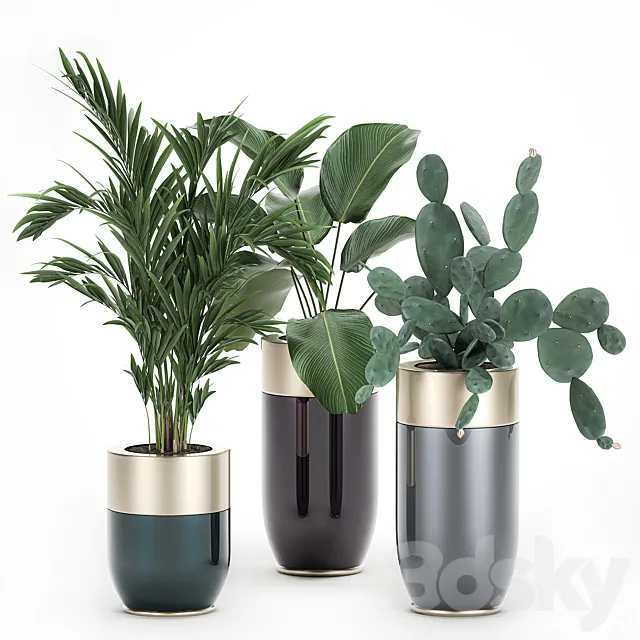 Collection of plants in beautiful Godwin Longhi pots with Palm. Cactus. Calathea lutea. Hovea. Prickly pear . Set 704. 3DSMax File