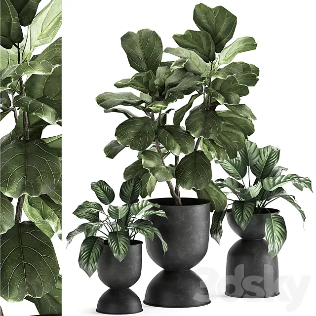 Collection of plants in black metal pots with Ficus lyrata decorative tree. Set 876. 3DS Max Model