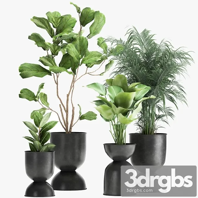 Collection of plants in black metal pots with ficus lyrata, palm howea, kalatea lutea. set 1041.