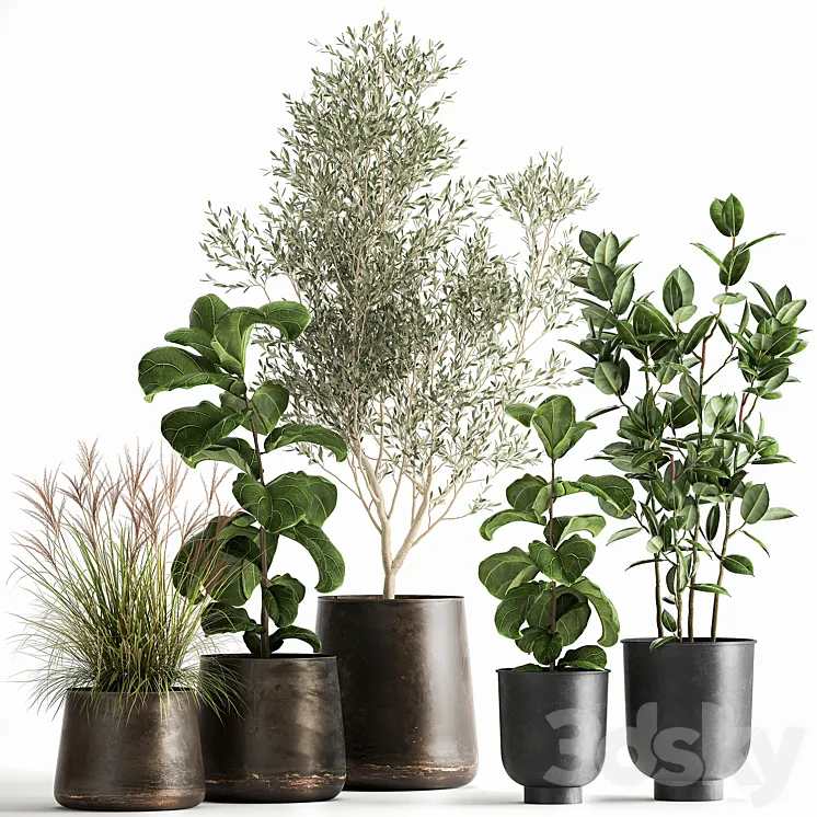 Collection of plants in black metal pots with Olive Ficus lyrata tree. Set 1029. 3DS Max