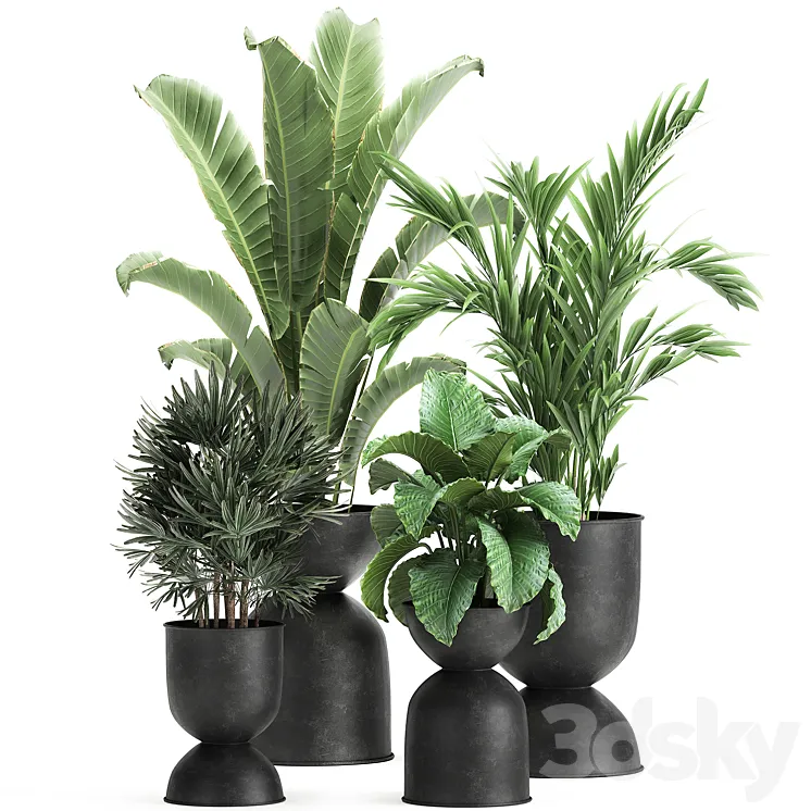 Collection of plants in black metal pots with Strelitzia banana palm Alokasia rapeseed. Set 897. 3DS Max