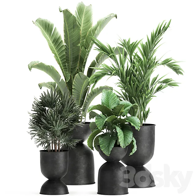 Collection of plants in black metal pots with Strelitzia. banana palm. Alokasia. rapeseed. Set 897. 3DSMax File