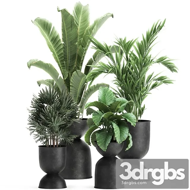 Collection of plants in black metal pots with strelitzia, banana palm, alokasia, rapeseed. set 897.