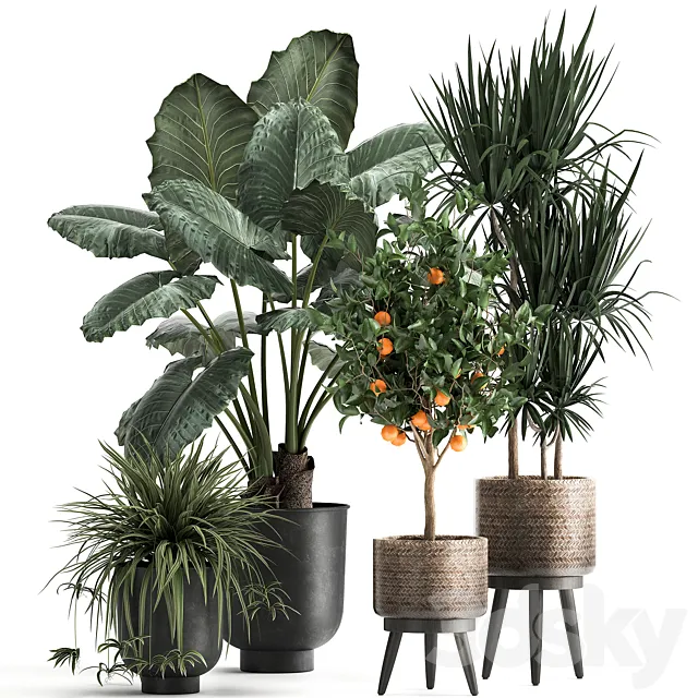 Collection of plants in black pots and baskets with Alocasia dracaena orange tree loft. Set 1002. 3DS Max Model