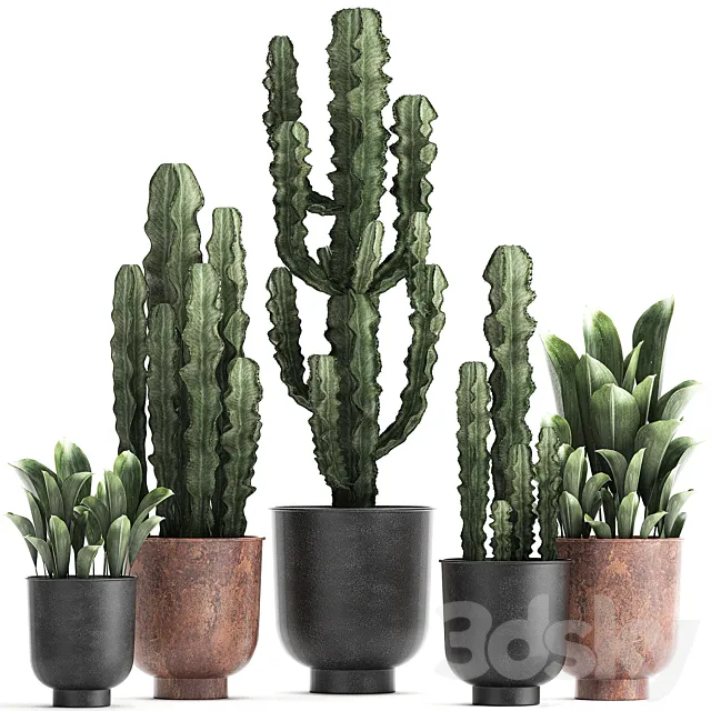 Collection of plants in black pots Cactus Cereus. Set 839. 3ds Max