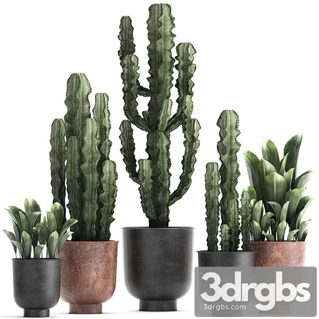 Collection of plants in black pots cactus, cereus. set 839.