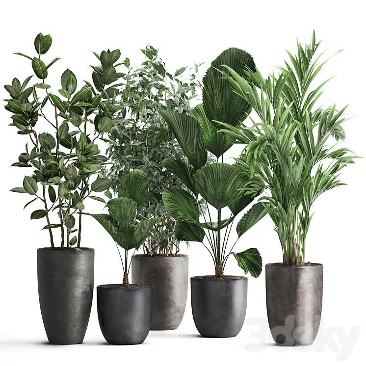 Collection of plants in black pots Likuala Hovea palm Ficus Benjamin. Set 1003. 3DS Max Model