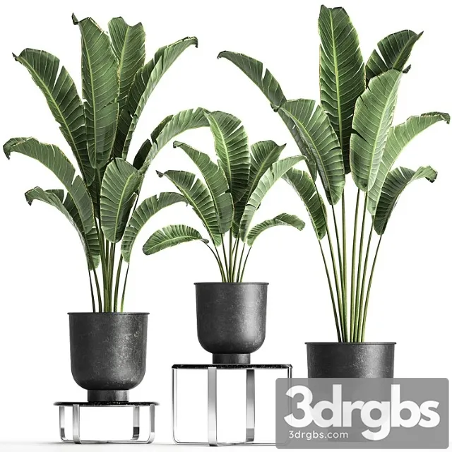 Collection of Plants In Black Pots On Table Stand With Ravenala Banana Palm Strelitzia Set 846 3dsmax Download
