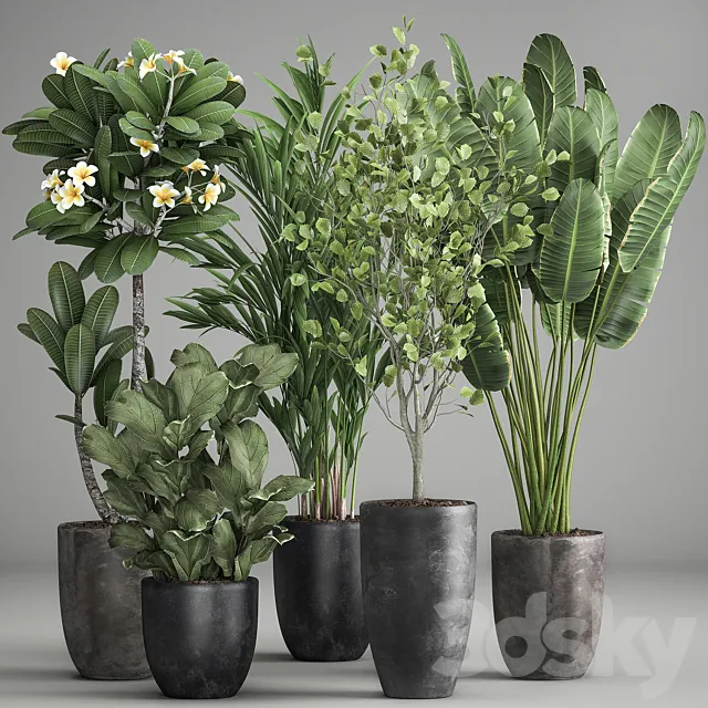 Collection of plants in black pots Strelitzia tree ficus Plumeria banana palm. Set 984. 3DS Max Model