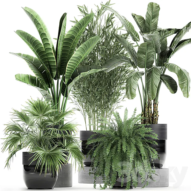 Collection of plants in black pots with Bamboo Banana fan palm fern strelitzia. Set 711 3DS Max Model