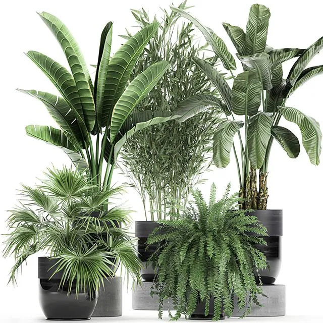 Collection of plants in black pots with Bamboo Banana fan palm fern strelitzia. Set 711 3dsMax Model