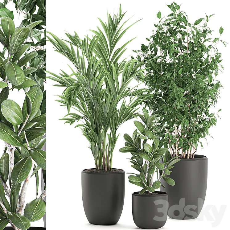 Collection of plants in black pots with Ficus benjamin palm hovea neanta. Set 567. 3DS Max