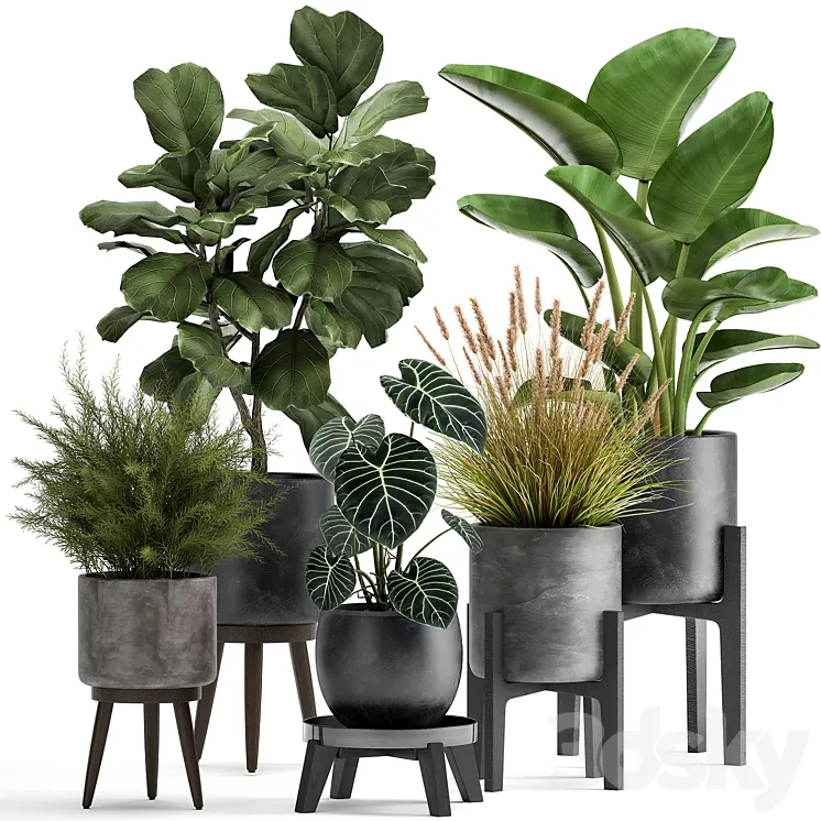 Collection of plants in black pots with Ficus lyrata Strelitzia Asparagus. Set 998. 3DS Max Model