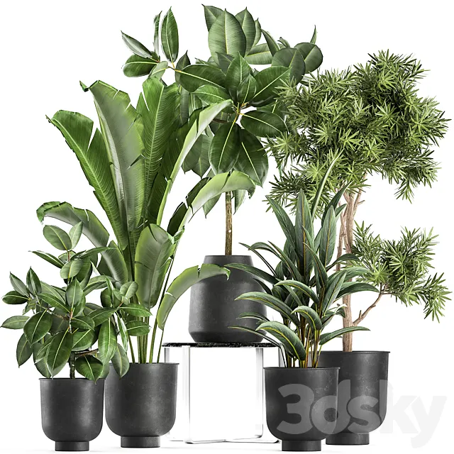 Collection of plants in black pots with Fiucus tree Banana palm Strelitzia. Set 855. 3DS Max Model