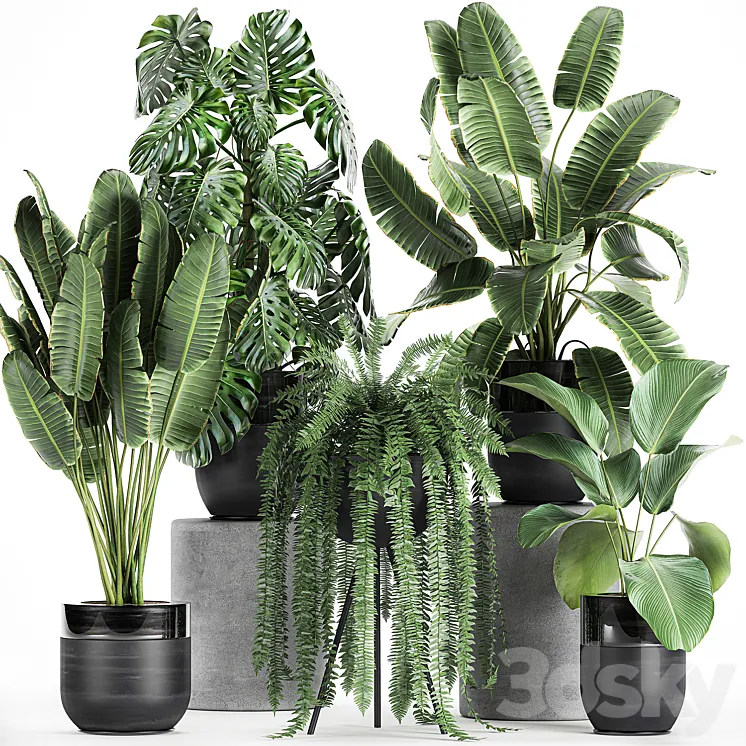 Collection of plants in black pots with Monstera banana palm strelitzia fern calathea lutea luxury decor. Set 710. 3DS Max