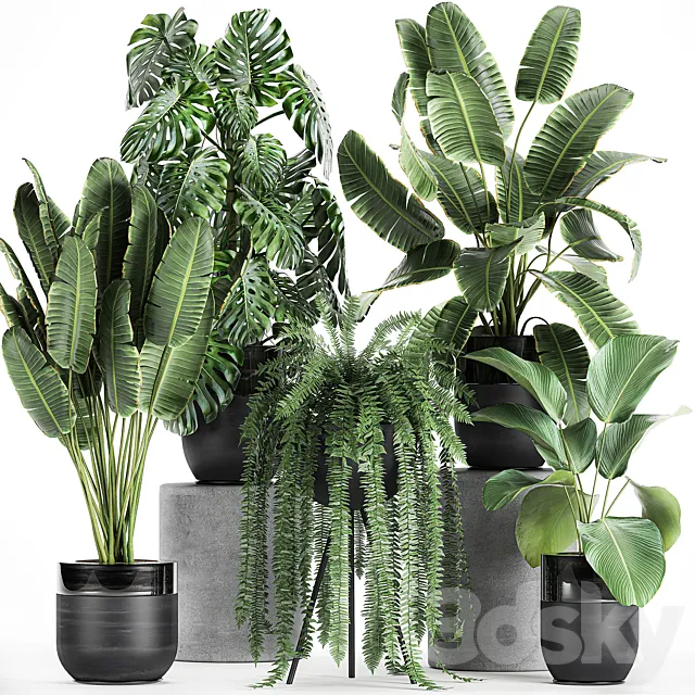 Collection of plants in black pots with Monstera. banana palm. strelitzia. fern. calathea lutea. luxury decor. Set 710. 3DSMax File
