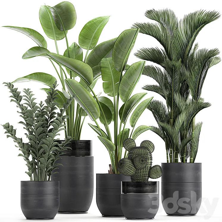 Collection of plants in black pots with Strelitzia banana dipsis palm cactus Zamiokulkas. Set 724. 3DS Max