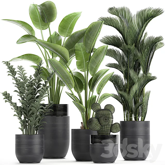 Collection of plants in black pots with Strelitzia. banana. dipsis. palm. cactus. Zamiokulkas. Set 724. 3DSMax File