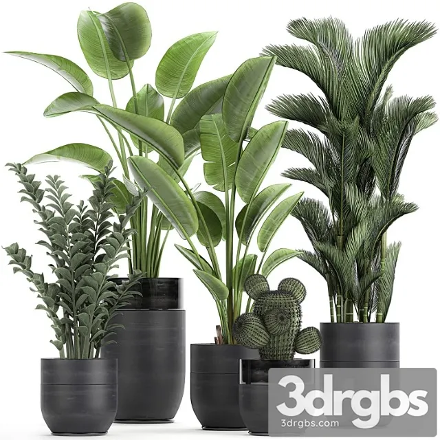 Collection of plants in black pots with strelitzia, banana, dipsis, palm, cactus, zamiokulkas. set 724.