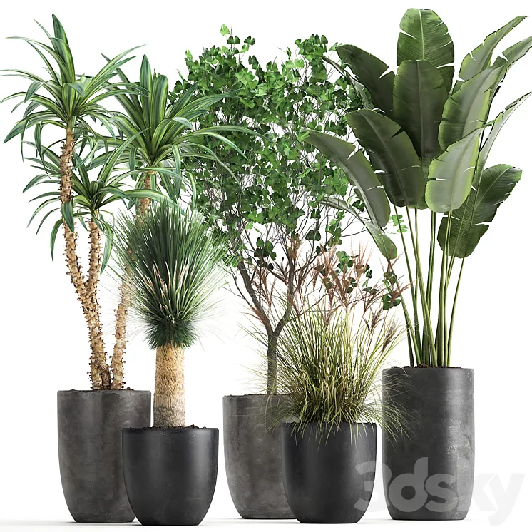 Collection of plants in black pots with Strelitzia banana Ginkgo Dracaena Yucca. Set 1016. 3DS Max