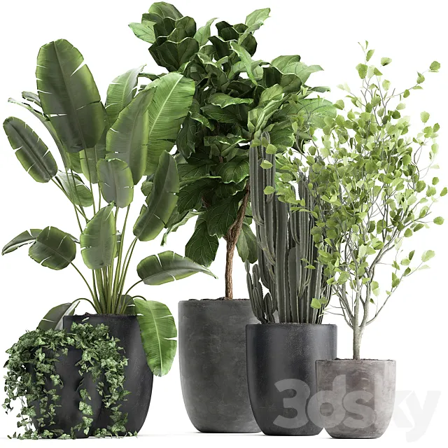 Collection of plants in black pots with Strelitzia Ficus lyrata tree ivy banana palm ravenala. Set 961. 3ds Max