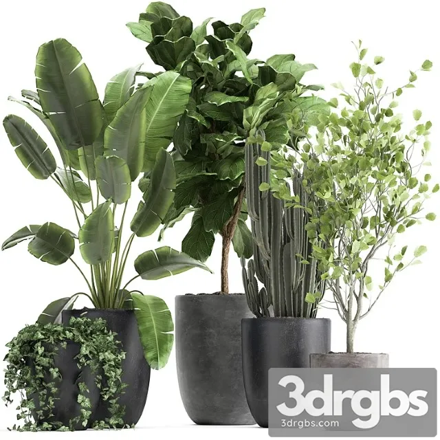 Collection of plants in black pots with strelitzia, ficus lyrata, tree, ivy, banana palm, ravenala. set 961.