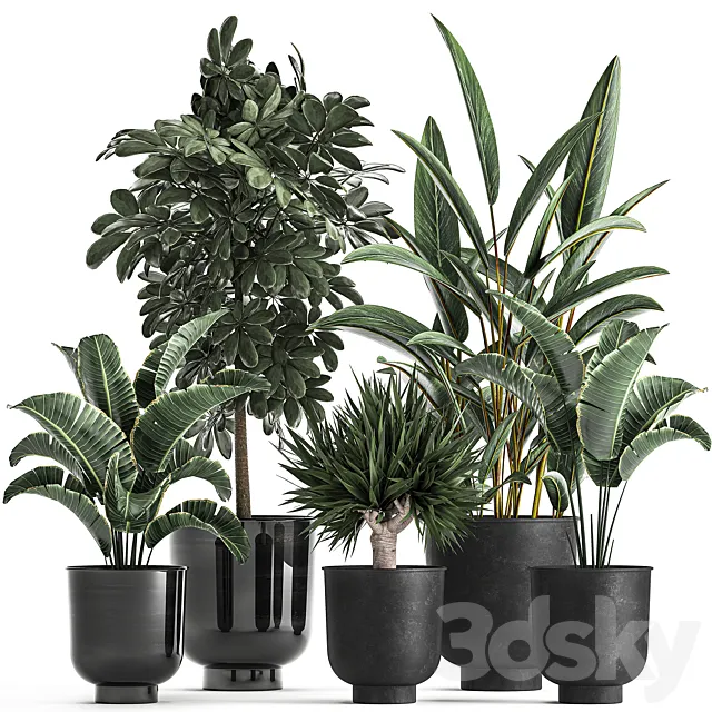 Collection of plants in black pots with Strelitzia Scheffler palm Alpinia . Set 843. 3ds Max