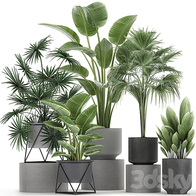 Collection of plants in concrete pots with Strelitzia fan palm office plants. Set 755. 3DS Max