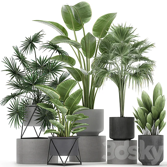 Collection of plants in concrete pots with Strelitzia. fan palm. office plants. Set 755. 3DSMax File