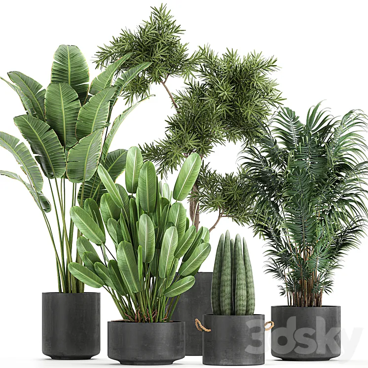 Collection of plants in concrete pots with Strelitzia palm Sansevieria. Set 754. 3DS Max