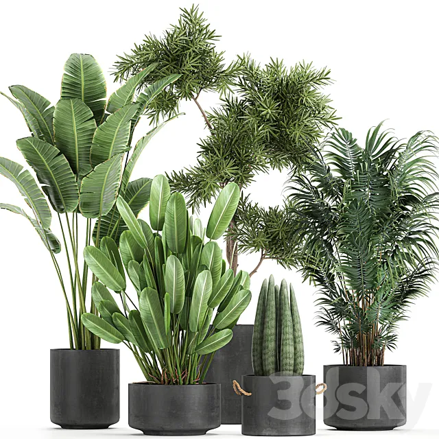 Collection of plants in concrete pots with Strelitzia. palm. Sansevieria. Set 754. 3DSMax File