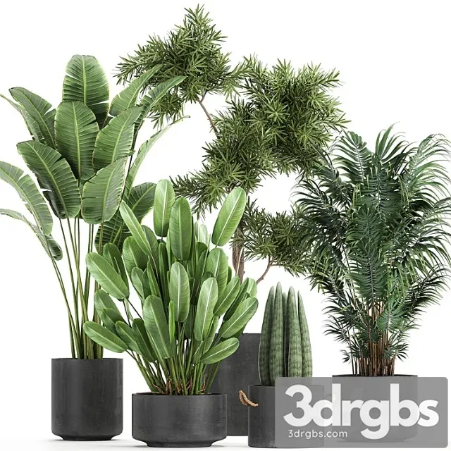 Collection of plants in concrete pots with strelitzia, palm, sansevieria. set 754.