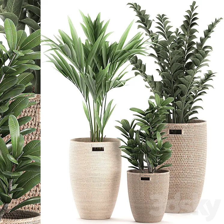 Collection of plants in decorative baskets pots with Zamiokulkas Money tree palm tree hovea. Set 568. 3DS Max