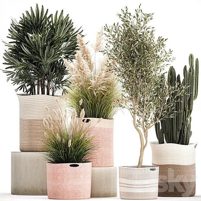 Collection of plants in fabric baskets with Olive cactus pampas grass basket palm. Set 1093. 3ds Max