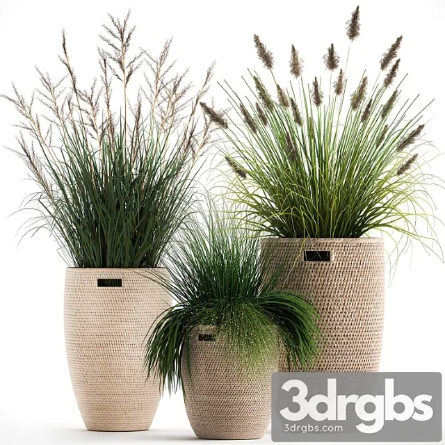 Collection of plants in flower baskets with pampas grass, flowerpot, bush, reed. set 1027.