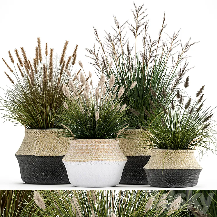 Collection of plants in flower baskets with Pampas grass flowerpot bush reed. Set 1028. 3DS Max