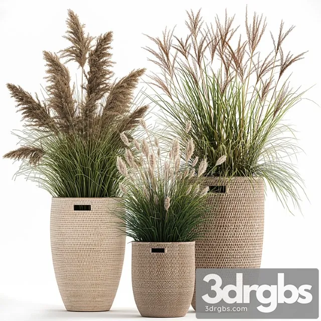 Collection of plants in flower baskets with pampas grass, weinik, reeds for landscape design. set 1025.