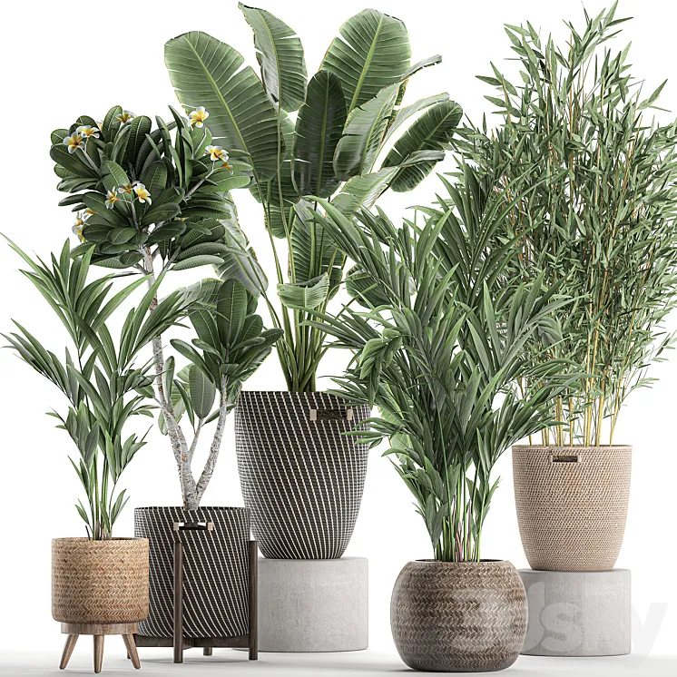 Collection of plants in flower wicker baskets with banana palm bamboo bush Hovea plumeria. Set 631. 3DS Max