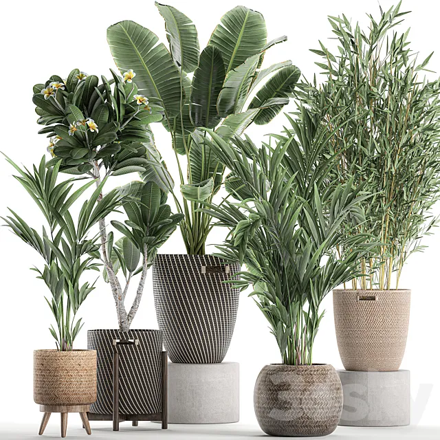 Collection of plants in flower wicker baskets with banana palm. bamboo bush. Hovea. plumeria. Set 631. 3DSMax File