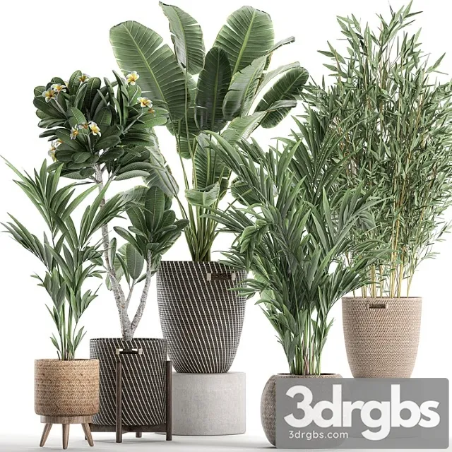 Collection of plants in flower wicker baskets with banana palm, bamboo bush, hovea, plumeria. set 631.