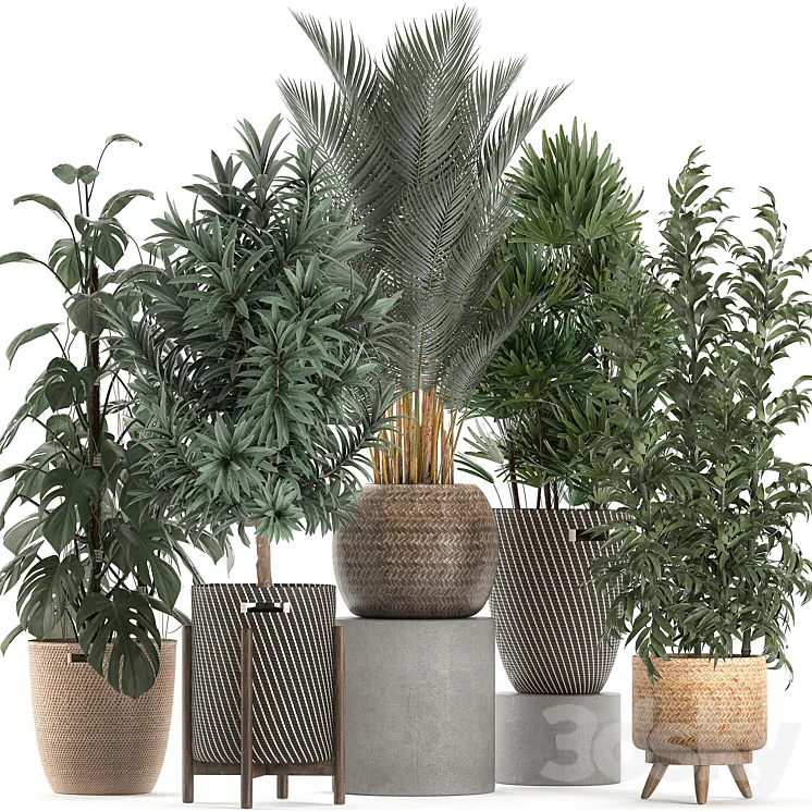 Collection of plants in flower wicker baskets with Monstera bamboo bush palm Raphis Palm Dracaena. Set 632. 3DS Max
